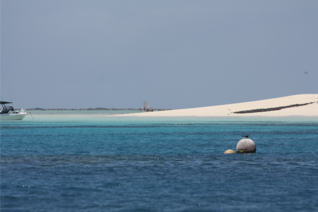 Photo of Michaelmas Cay which provides critical habitat and breeding grounds for sea birds, which could be easily disturbed by people and domestic animals.
