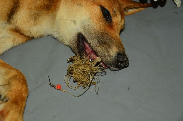 Photo of a dingo getting tangled in fishing line.