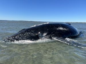 A stranded humpback whale on the beach, surrounded by sand and ocean waves.