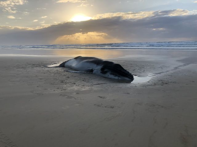 Photo of the newborn whale which was euthanised following veterinary advice