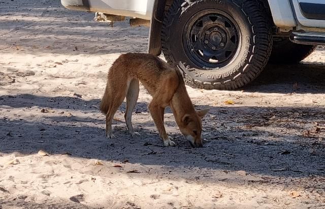 Photo of a female dingo that has not yet been tagged.